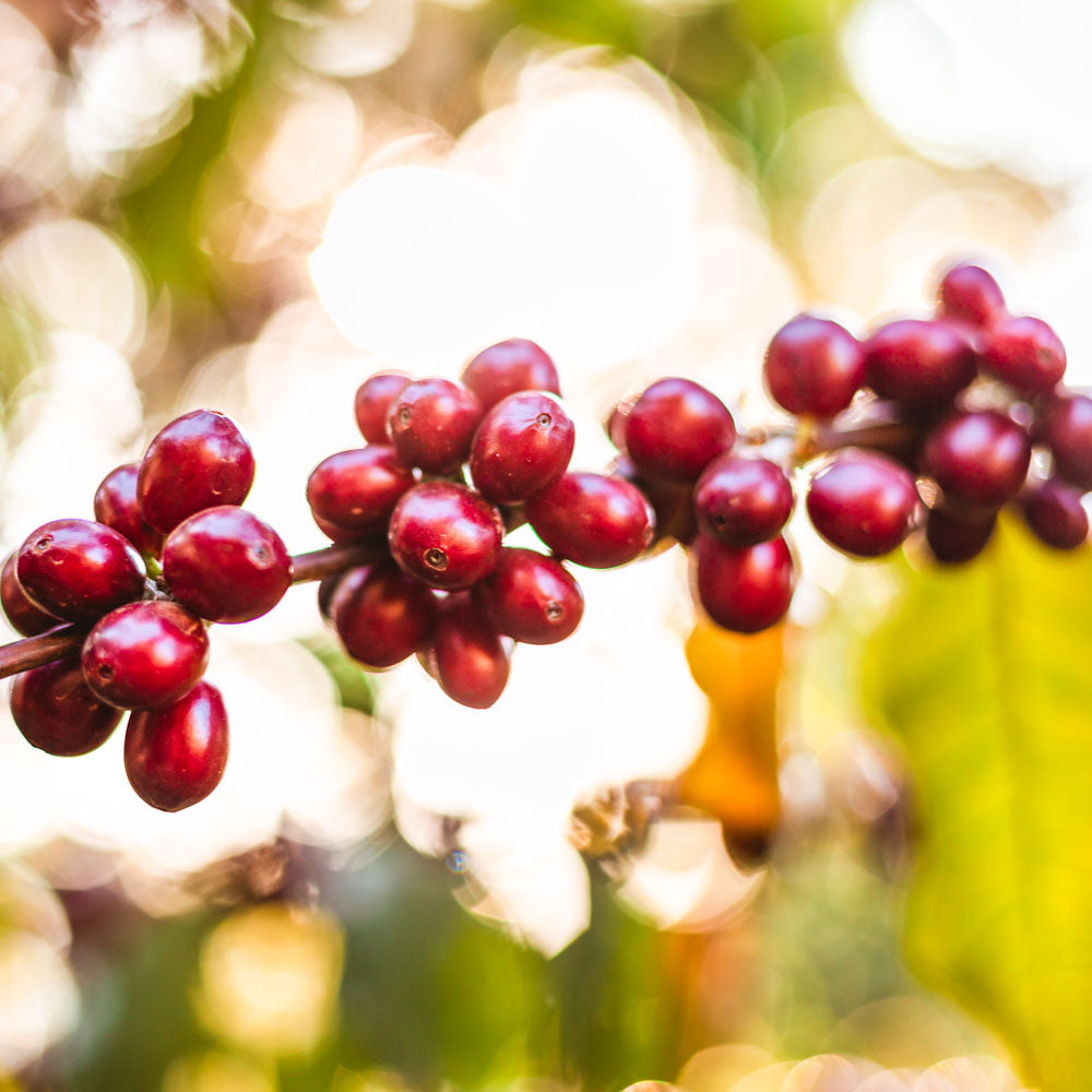 kolumbien entkoffeinierter kaffee schwarzwild kaffeerösterei