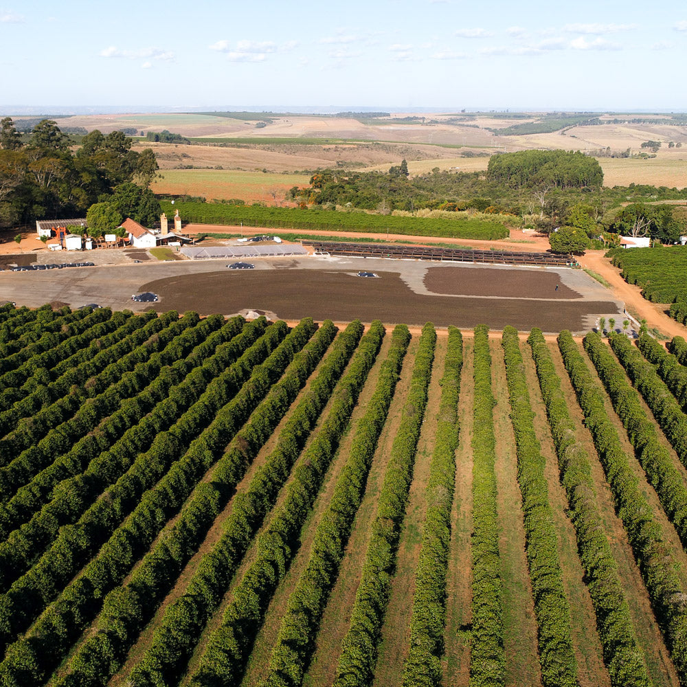 brasil_sao_silvestre_kaffee_farm_ismael_andrade_schwarzwild_kaffeeroesterei
