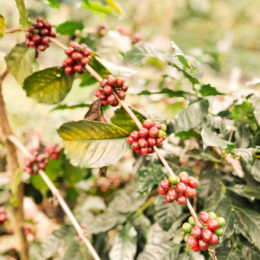 direkter_handel_schwarzwild_kaffeeroesterei_freiburg