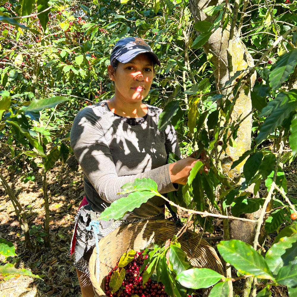 el_salvador_los_ausoles_wilde_hilde_schwarzwild_kaffeeroesterei