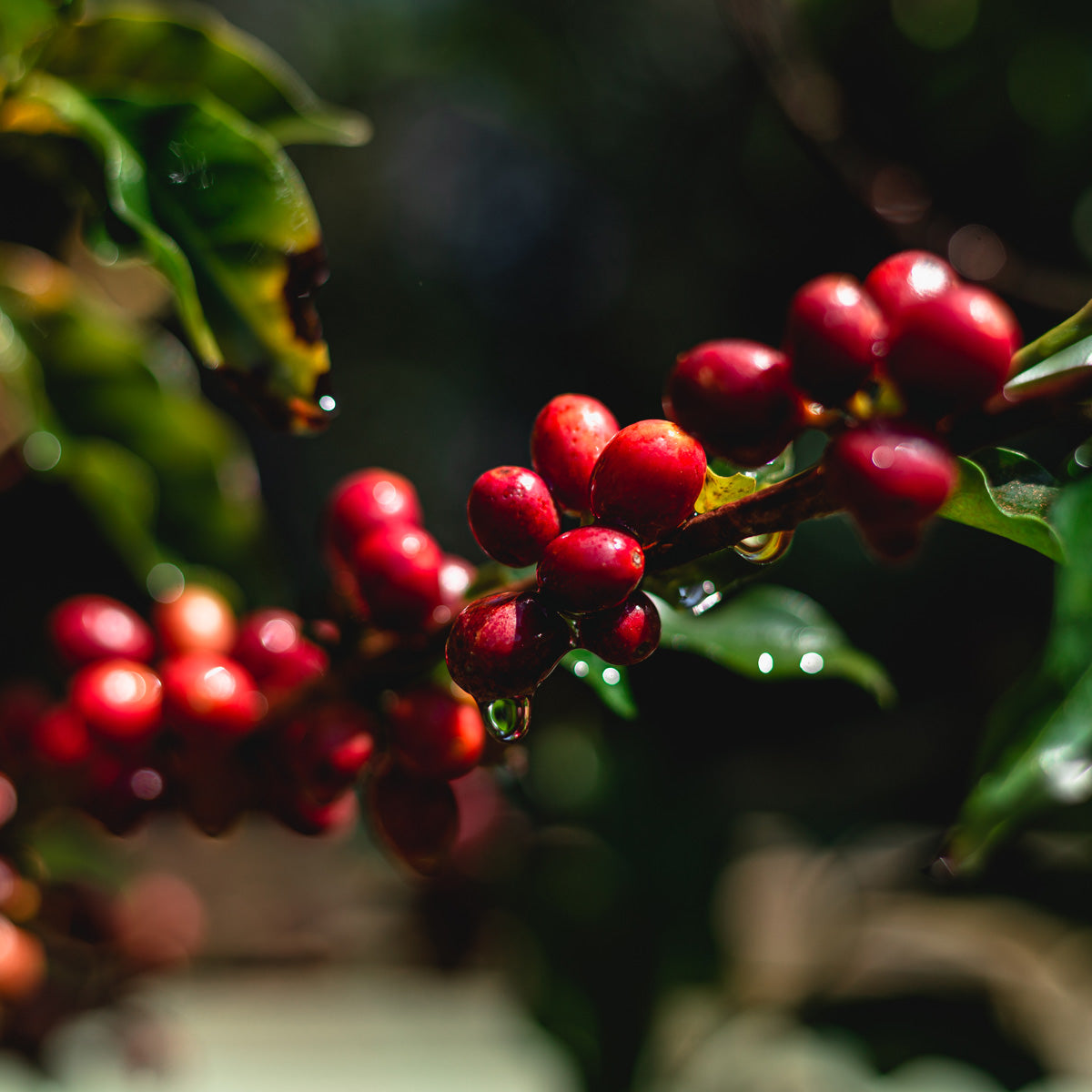kaffee-abo-schwarzwild-kaffee-roesterei