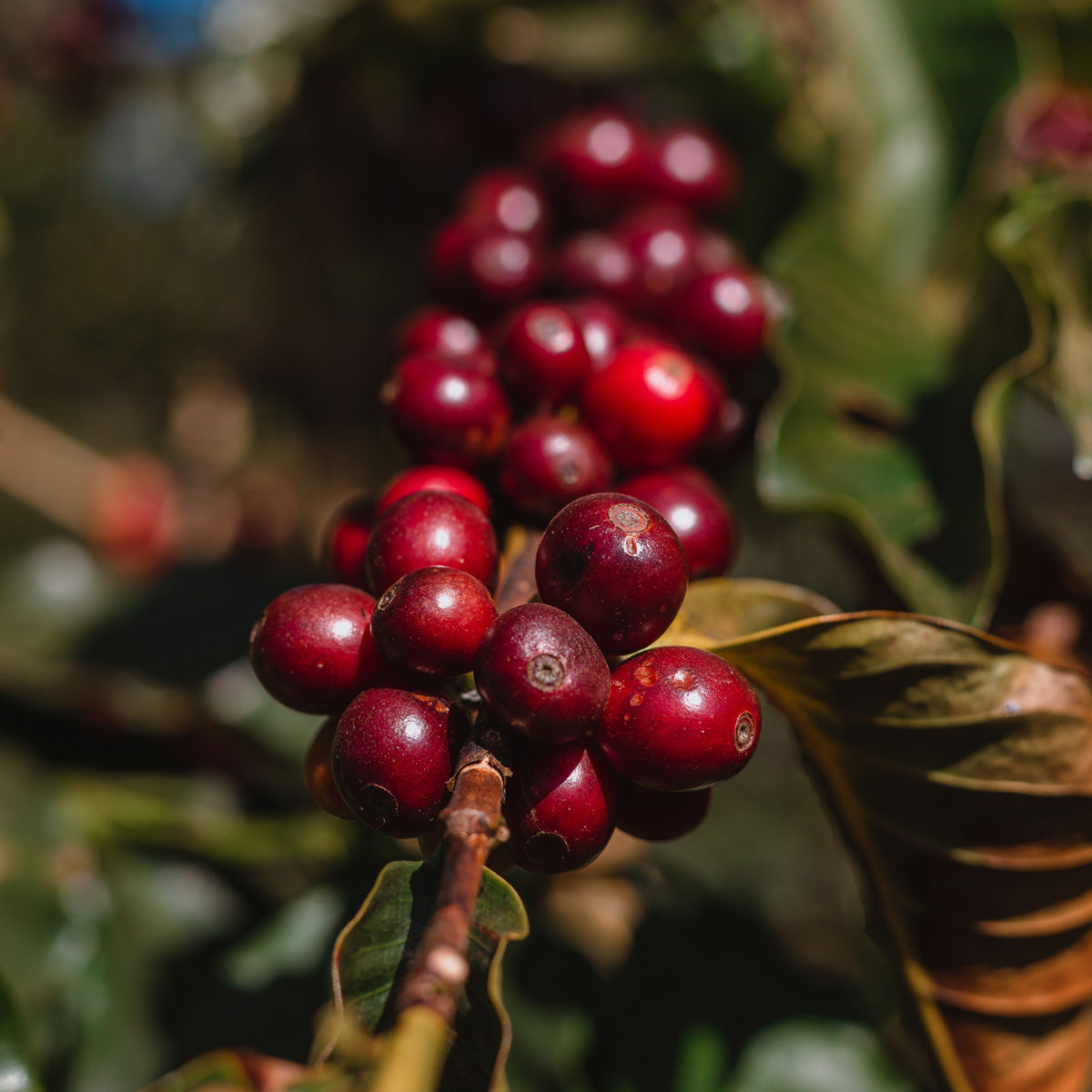 kaffeekirschen-osterespresso-schwarzwild-roesterei