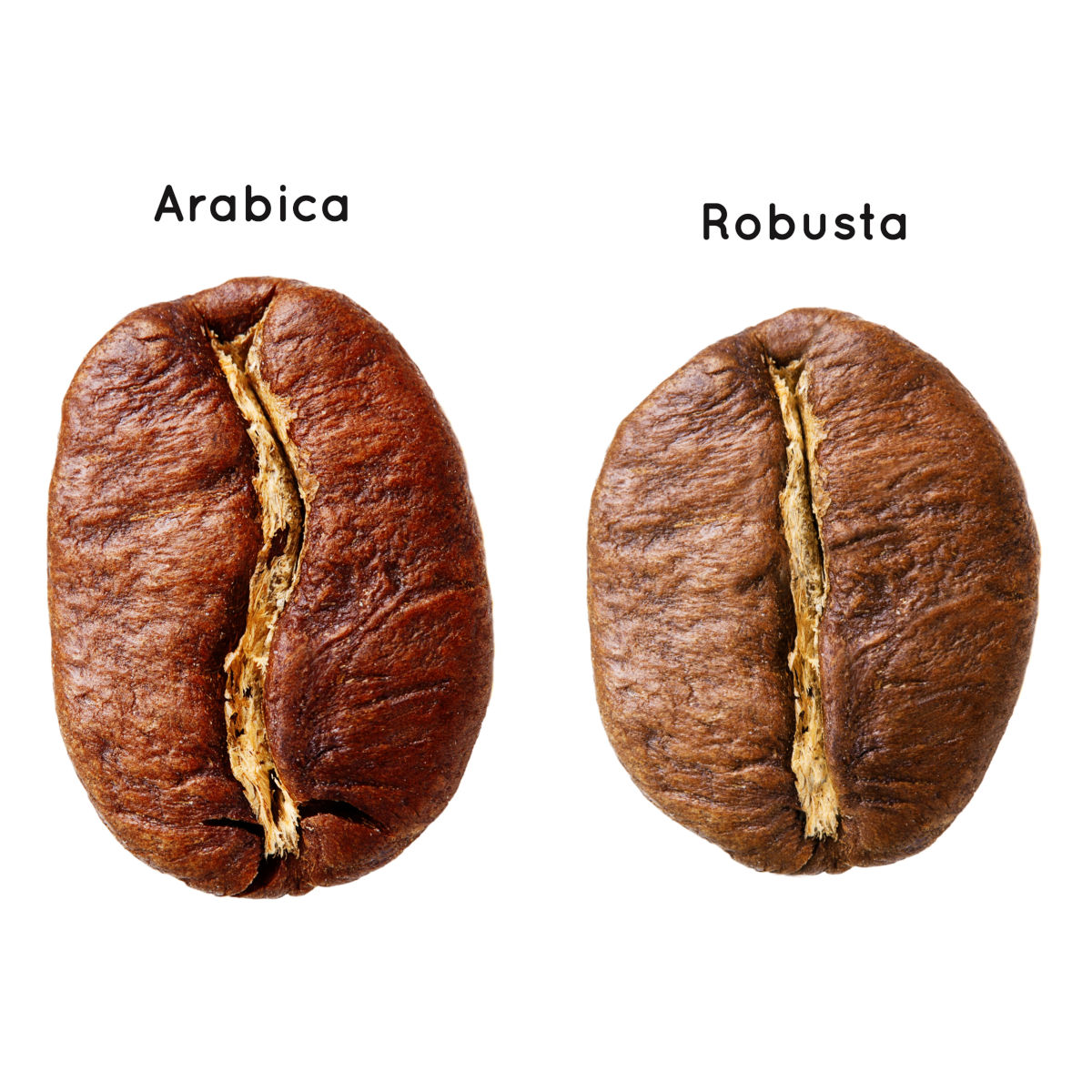 Arabica vs. Robusta: Unterschiede, Geschmack, Verwendung und Herkunftsländer