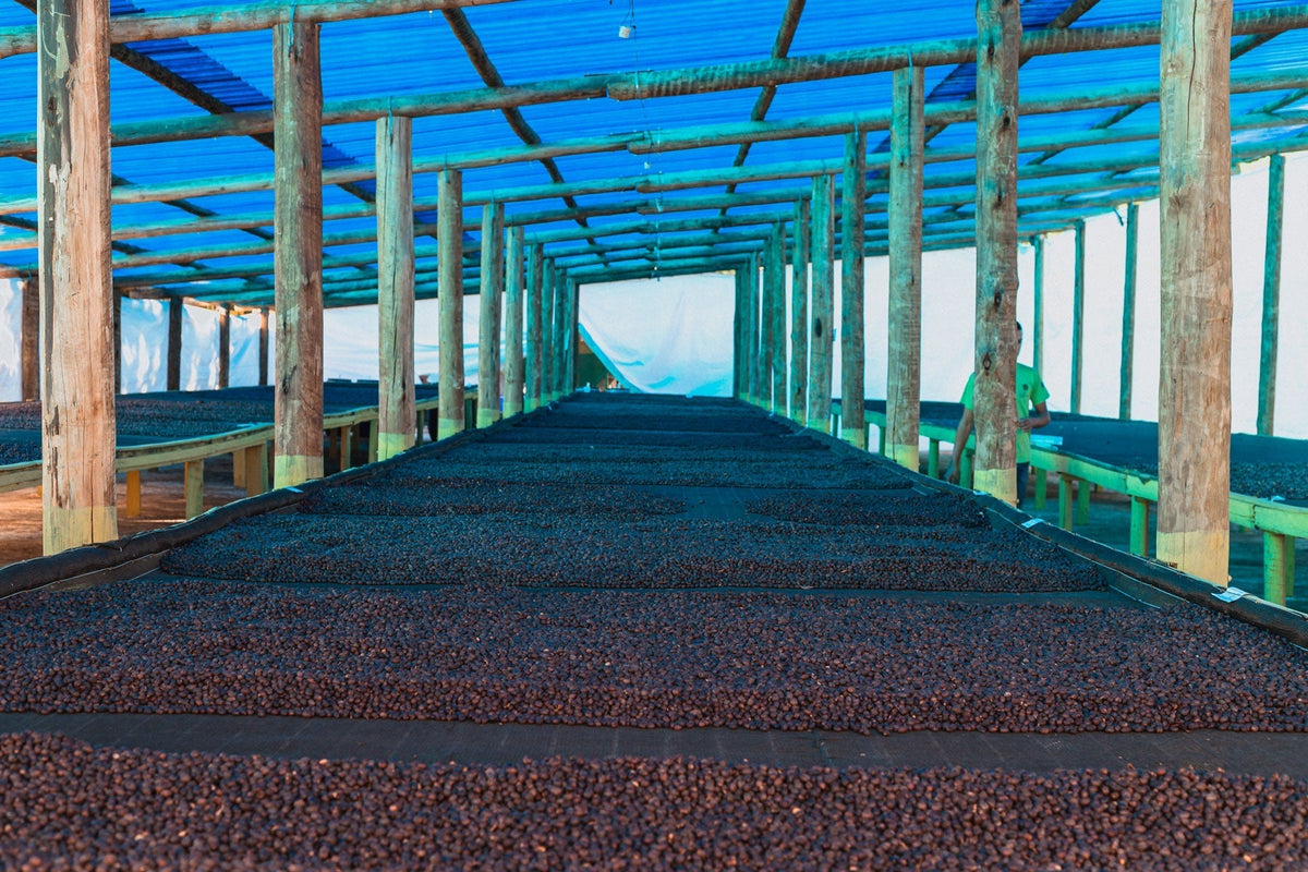Kaffee aus Ruanda: Anbau, Bourbon-Varietäten & Tassenprofil