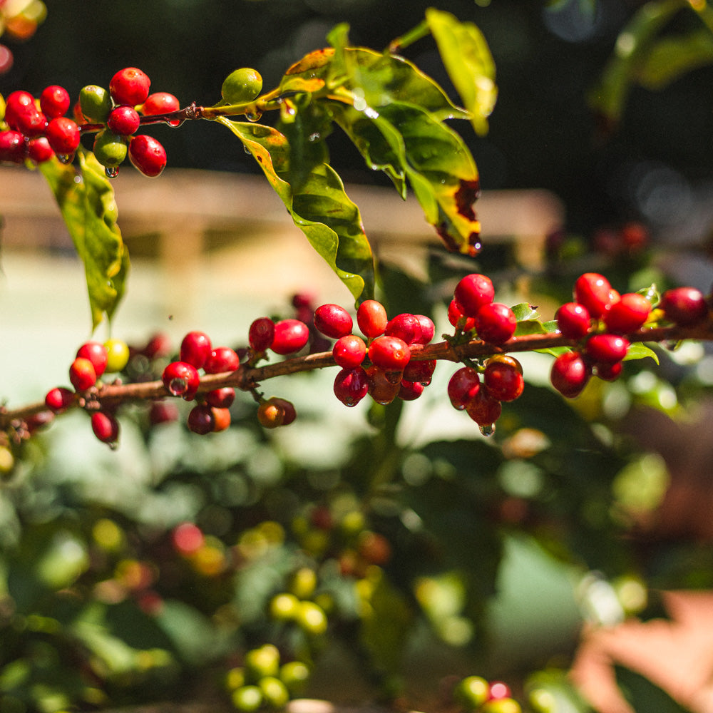 espresso_haellentaeler_schwarzwild_kaffeeroesterei_kaffee