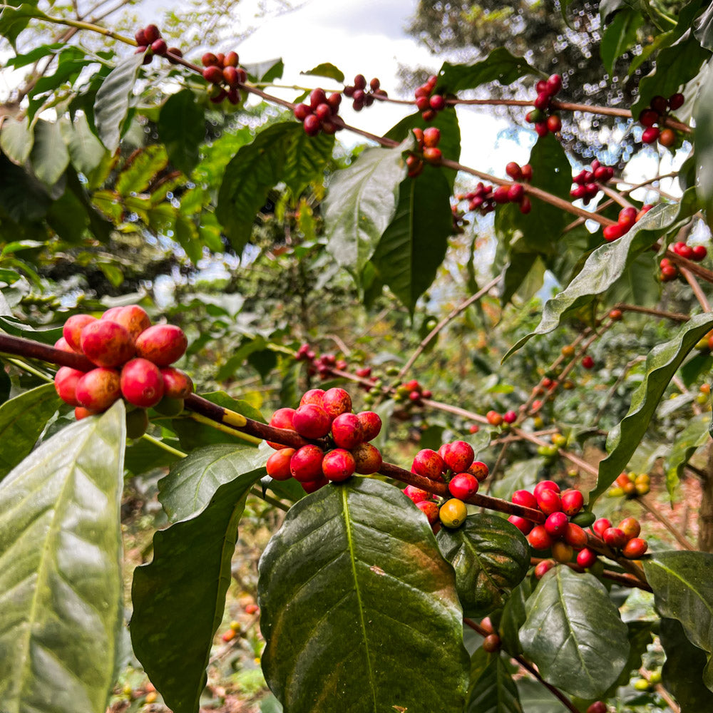 wilde_hilde_espresso_schwarzwild_kaffeeroesterei